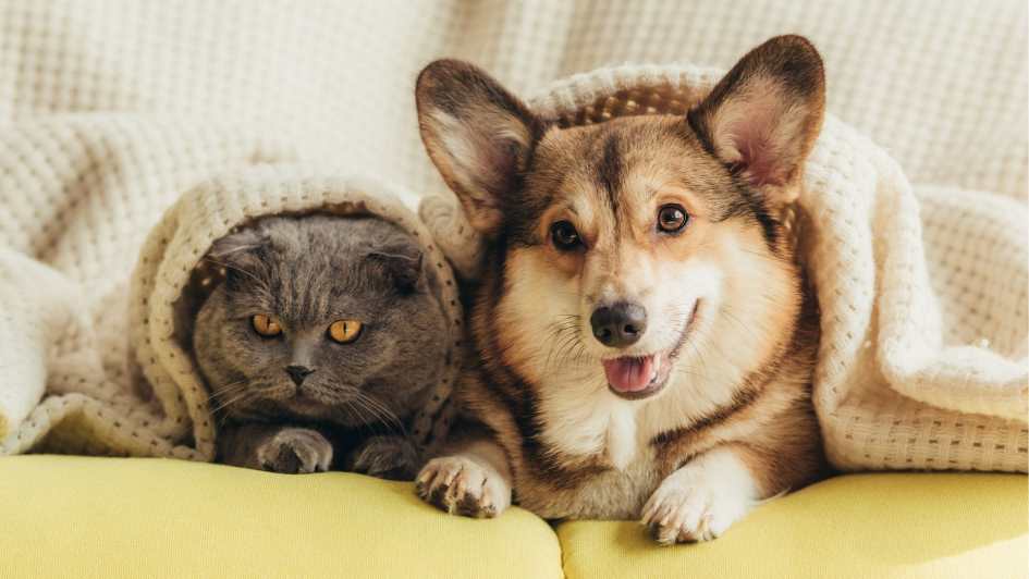 Почему домашние питомцы портят мебель