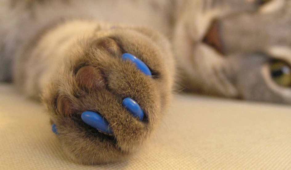 Антицарапки на когтях для защиты мебели