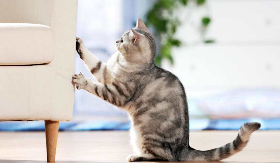 Как избавиться от шерсти на мебели